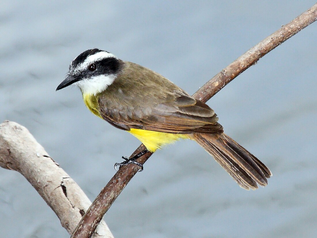 小食蝇霸鹟