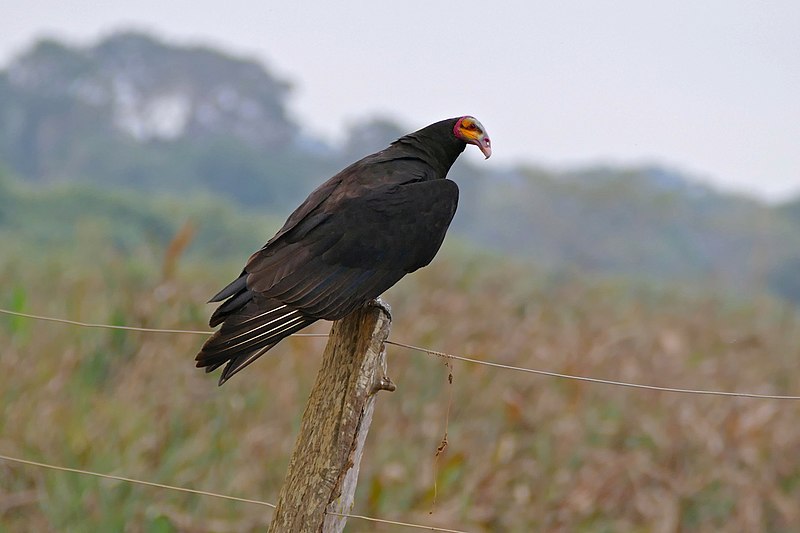 File:Lesser Yellow-headed Vulture (Cathartes burrovianus) (28661781100).jpg