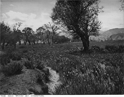 THE IRIS WOOD AT GYANTSE.