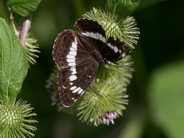 Mažasis juodmargis (Limenitis camilla)