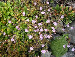 Limonium bellidifolium 2. 
 JPG