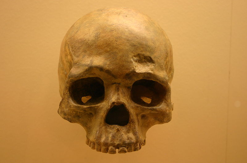 File:Liujiang cave skull-b. Homo Sapiens 68,000 Years Old.jpg