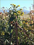 Thumbnail for File:Live Oak Canyon Christmas Tree Farm, Sunflowers 12-8-12 (8265023280).jpg