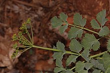 Lomatium howellii 4756.JPG