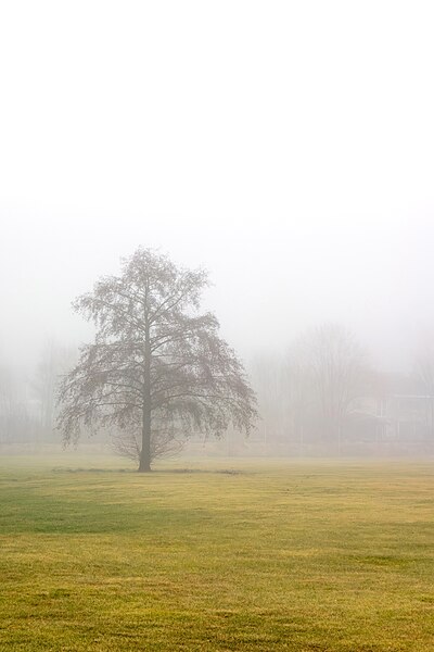 File:Lone tree in fog in Brastad 1.jpg