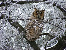 Long-eared owls frequently move south in winter but often stay near cold temperate areas that may hold snow so long as prey remains. Long-eared owl 2007.jpg