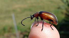 Long-jointed Bark Beetle (6716961805).jpg
