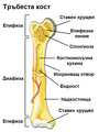 Тръбеста кост