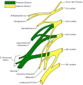 Thumbnail for Lateral cutaneous nerve of thigh