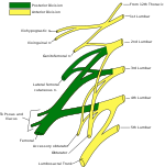The lumbar plexus and its branches. Lumbar plexus.svg