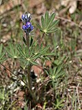 Lupinus bicolor üçün miniatür