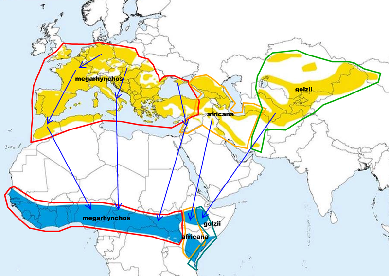 File:Luscinia megarhynchos, subspecies. Distribution map.png