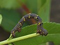 Lycia hirtaria (larva) - Brindled beauty (caterpillar) - Пяденица-шелкопряд бурополосая (гусеница) (39117613680).jpg