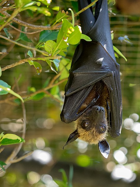 File:Lyle's Flying Fox (19014154323).jpg