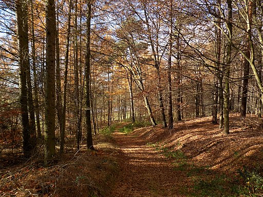 Müncherholz-Waldweg