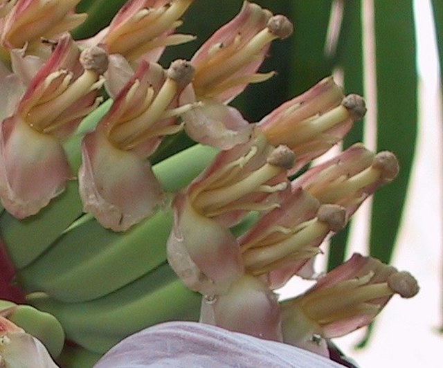 Female flowers have petals at the tip of the ovary