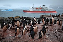 M S Expedition and the Adélie Penguin crèche of Shingle Cove (5917160673).jpg
