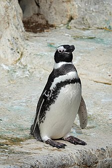 Magellanic penguin Magellanic penguin at SF Zoo.jpg