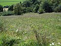 Vorschaubild für Naturschutzgebiet Steinert