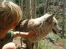 Maggie interacting with a young visitor Maggie Pets.JPG