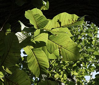 Magnolia acuminata leaves.jpg