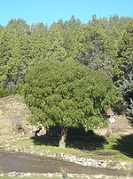 Anexo:Árboles nativos de Chile - Wikipedia, la enciclopedia libre