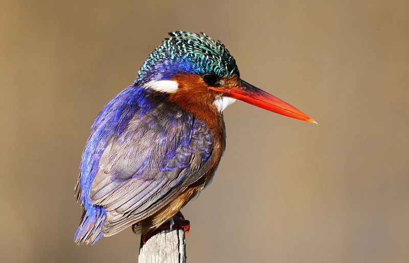 File:Malachite Kingfisher, Alcedo cristata at Marievale Nature Reserve, Gauteng, South Africa (21335781046).jpg