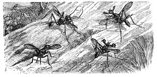<i>Phytalmia</i> Genus of flies