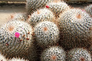 Mammillaria geminispina subsp.  geminispina