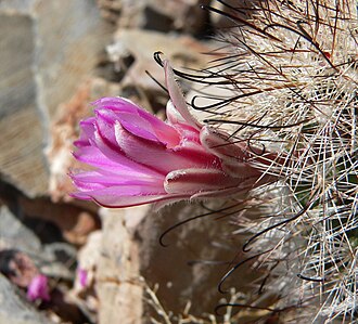 Flower of mammillaria tetrancistra Mammillaria tetrancistra 7.jpg