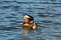 * Nomination Mandarin duck (Aix galericulata) male, Blenheim Palace, Oxfordshire --Charlesjsharp 20:10, 19 April 2015 (UTC) * Promotion  Support Good quality. --Code 19:50, 20 April 2015 (UTC)