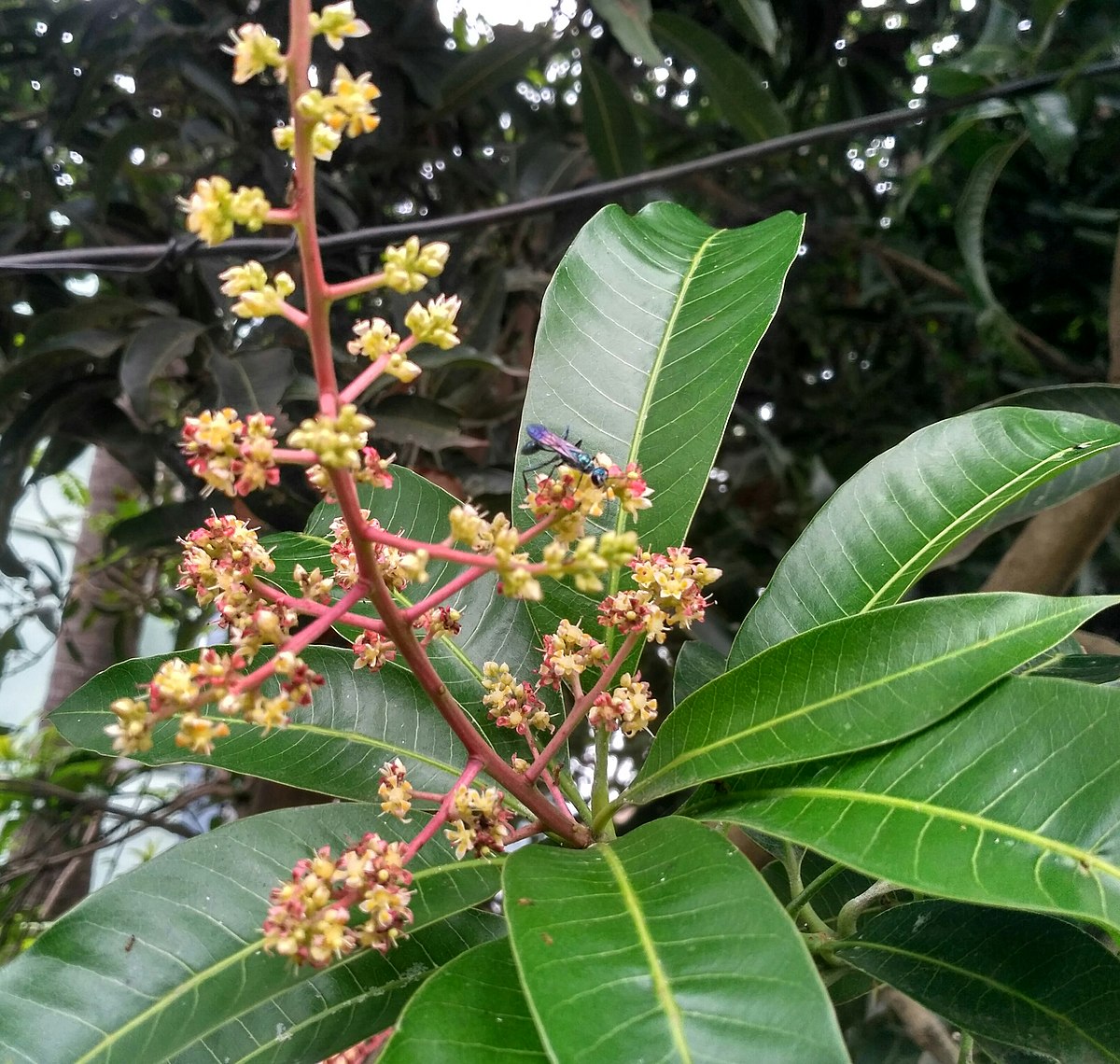 mango flower parts