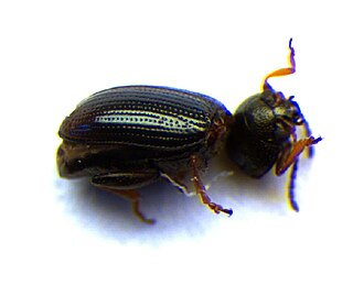 <i>Mantura</i> (beetle) genus of insects