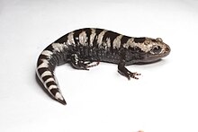 Marbled salamander (14367751333).jpg