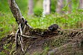 Marderhundwelpe im Nationalpark Vorpommersche Boddenlandschaft.jpg
