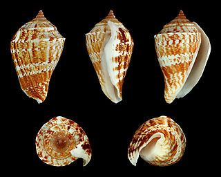 <i>Margistrombus marginatus</i> Species of gastropod