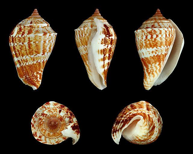 Margined Conch Seashells - Strombus Marginatus - (10 shells approx. 1.5-2  inches)