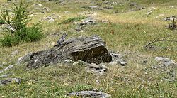 Marmotte dans la vallée du Guil en amont de l'Echalp dans le Queyras