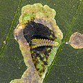 Chenille de Cameraria ohridella dans sa galerie