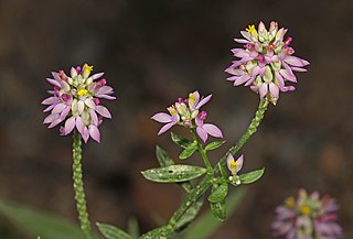 <i>Polygala mariana</i> Species of flowering plant