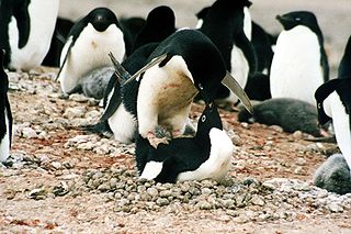 <span class="mw-page-title-main">Adélie Cove</span> Important Bird Area in Antarctica