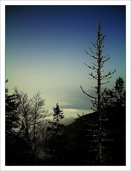 File:May over the clouds rhine valley Hochschwarzwald Mount Kandel 1300 mtr wilderness - Master Mythos Black Forest Photography 2013 former bear land - panoramio.jpg