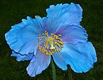 Meconopsis x sheldonii Lingholm.jpg