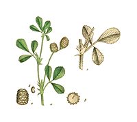 Medicago turbinata