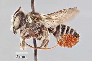 <i>Megachile oenotherae</i> Species of bee