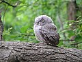 Gray morph juvenile; Maryland