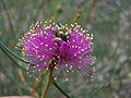 * Nomination Melaleuca nemtophylla flower opening... Gnangarra 14:32, 13 October 2006 (UTC) * Decline Most part of flower is out of focus -- Alvesgaspar 19:59, 15 October 2006 (UTC)