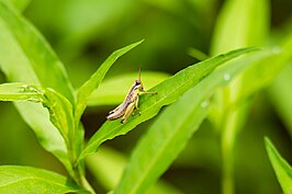 Melanoplus rusticus