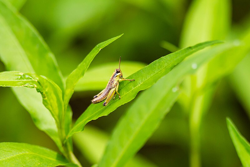 File:Melanoplus rusticus (42325752872).jpg