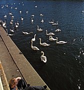 Metaphysisches Ennui, Kingston upon Thames.  - panoramio.jpg